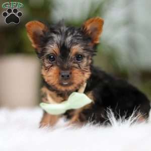 Trevor, Yorkie Puppy
